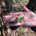 caterpilla